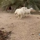 رخال حريه كفو تم تم للبيع