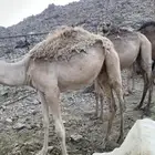 قعدان