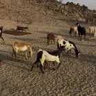 معزا