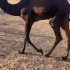 خلفه لبنها واجده مشروطه للبيع عليها قعود عمره 7 اشهر