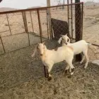 تيس ((تم البيع ))