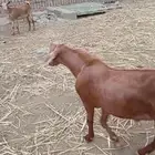 تيس ادهم للبيع