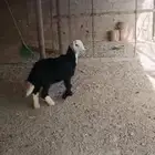 خروف نجدي