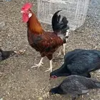 ديك عربي للبيع