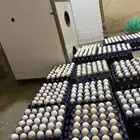 بيض بلدي مخصب نظيف ع الشرط