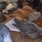 فراريج دجاج