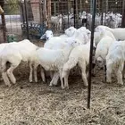طليان حريه