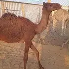 قعود تربيه