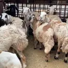 خروف