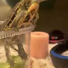 سلحفا للبيع