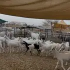 جفرات بيشيات صنف