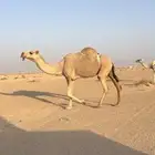 عشاير شقحاء وعفرا