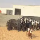 معزا عوارض صنف خلفات