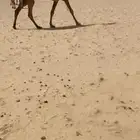 شعلا خفوت كفو