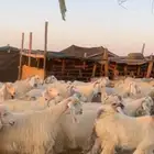 معزا مصريات مراح بفحولها