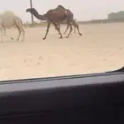 خفوت صفرا كفوو ( تم البيع )