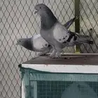 للبيع جوز صخري معقد