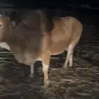 ثور عمل للبيع يحرث ضمد