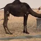 لقحات مجاهيم