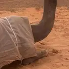 ناقة باكستانية