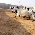 معزا مصريات