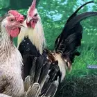 دجاج عربي اصيل ترثه شوكي