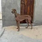 سلوقي مخلوط