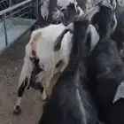 معزا