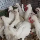 دجاج ودياك