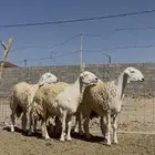 رخال صنف الصنف