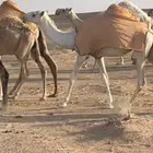 بكار حيسونيه كفووو