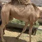 قعود فل الفل بلدي عاده يرضع امه للبيع للتواصل