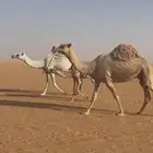 للبيع عشاير وضريبه طيبات