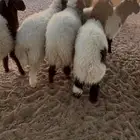 غنم