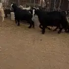معزاء ولد