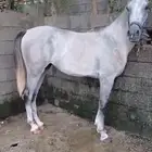 خيل للبيع عالسوم