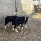 طليان تربيه نجد
