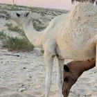 بكره عمرها 7 شهور للبيع