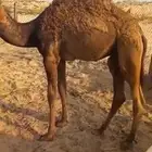 ابل