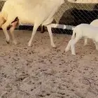3 تبعها 6 مشروطه