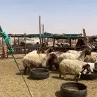 غنم نعيم رغايث