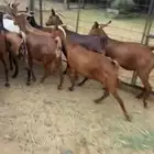 معزا دهم صنف