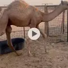 قعود كفو