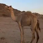 بكره