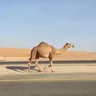 بكره طيبه