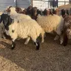 طليان