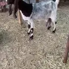 عنز رغوث