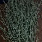 مرخ حنيذ للبيع