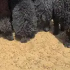 ذبايح عرب