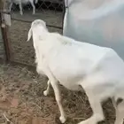 فحل حار شرط سليم من المالطيه ومن كل شي نظيف